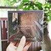 Matsu Takako - home grown