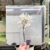 Daughter – Stereo Mind Game