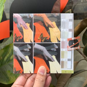 tie a tie – Cinnamon Daydream