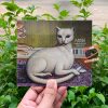 Mitski – Nothing’s About To Happen To Me